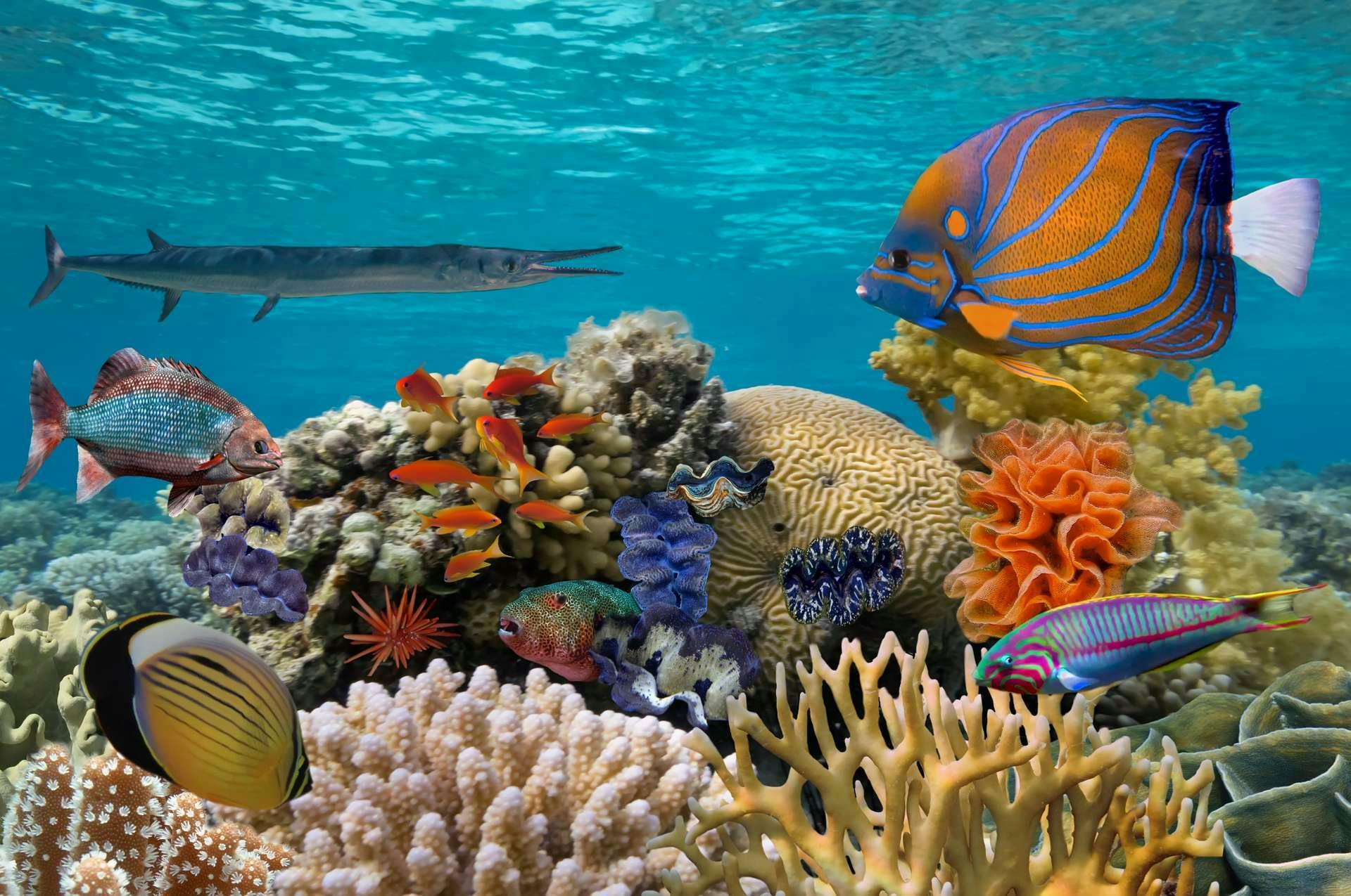 All inclusive Egypte onderwaterwereld Hurghada